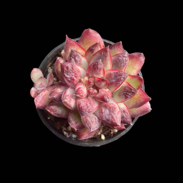 Echeveria LingZhu - Image 2