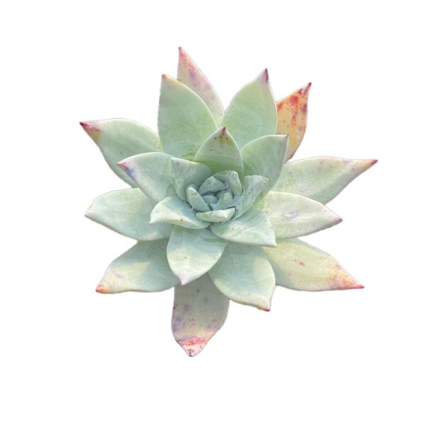 Dudleya pulverulenta