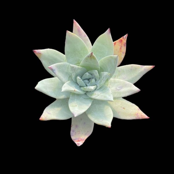 Dudleya pulverulenta - Image 2