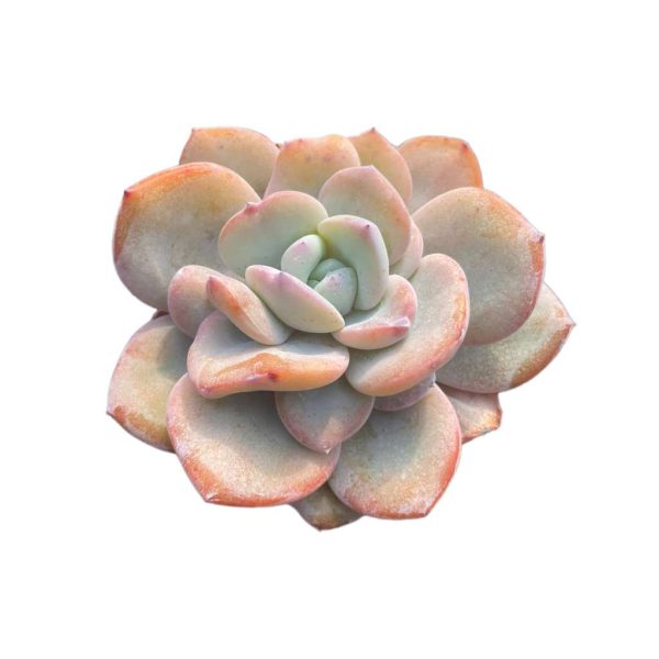 Echeveria White Tea