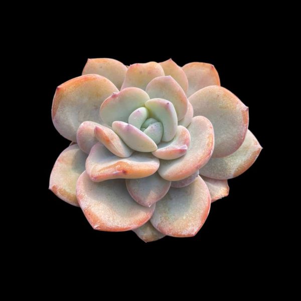 Echeveria White Tea - Image 2