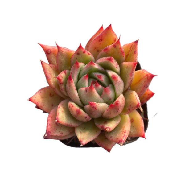 Echeveria sp