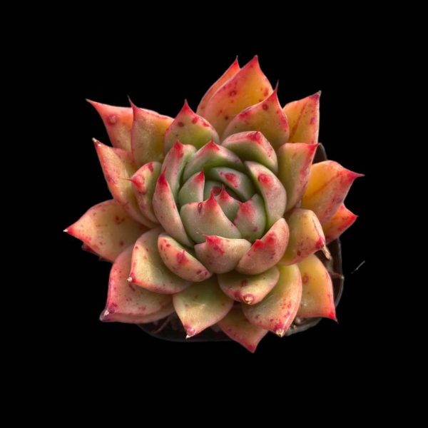 Echeveria sp - Image 2