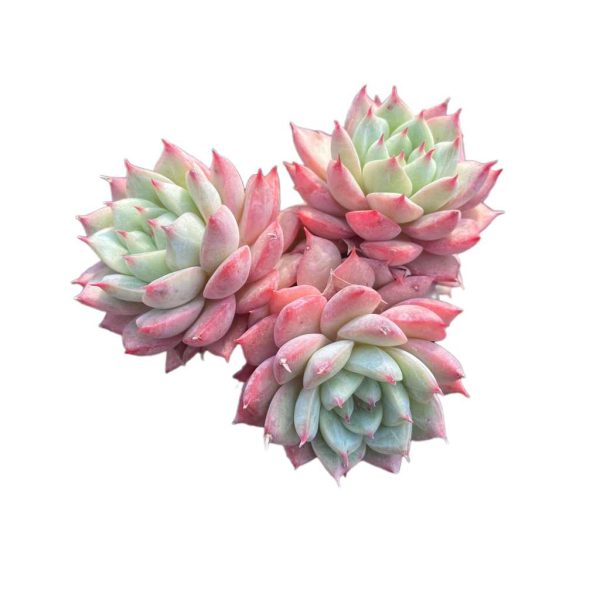 Echeveria Blue Bird Champagne