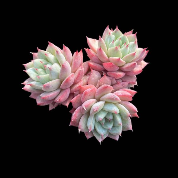 Echeveria Blue Bird Champagne - Image 2