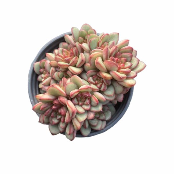 Echeveria Adam