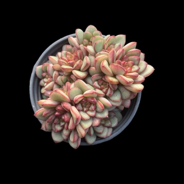 Echeveria Adam - Image 2