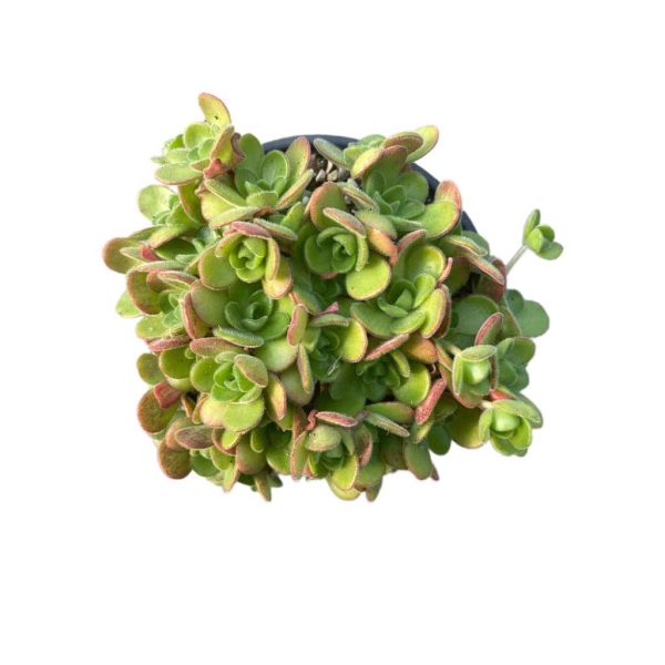 Aeonium saundersii