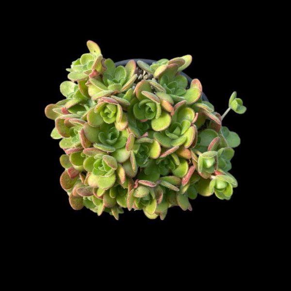 Aeonium saundersii - Image 2