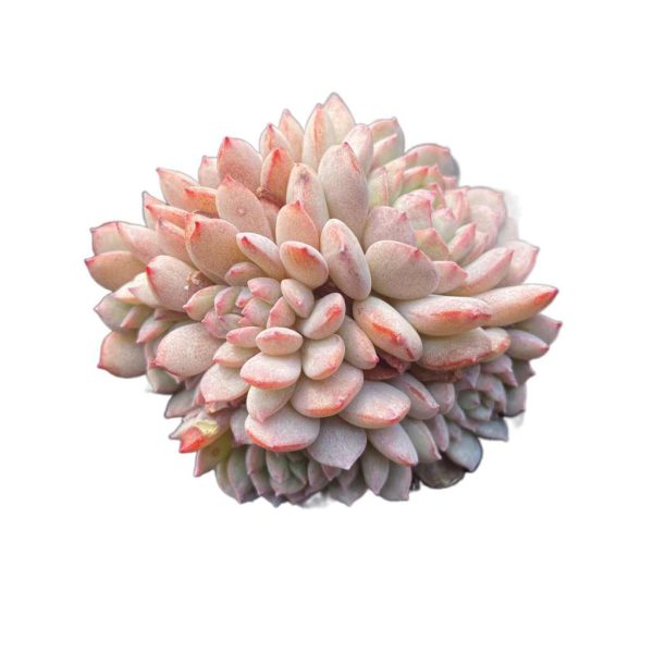 Echeveria Xiaohongxue