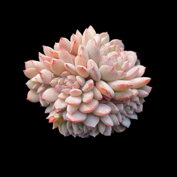 Echeveria Xiaohongxue - Image 2