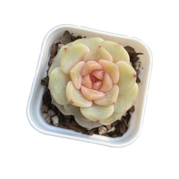 Echeveria Caramel Mado