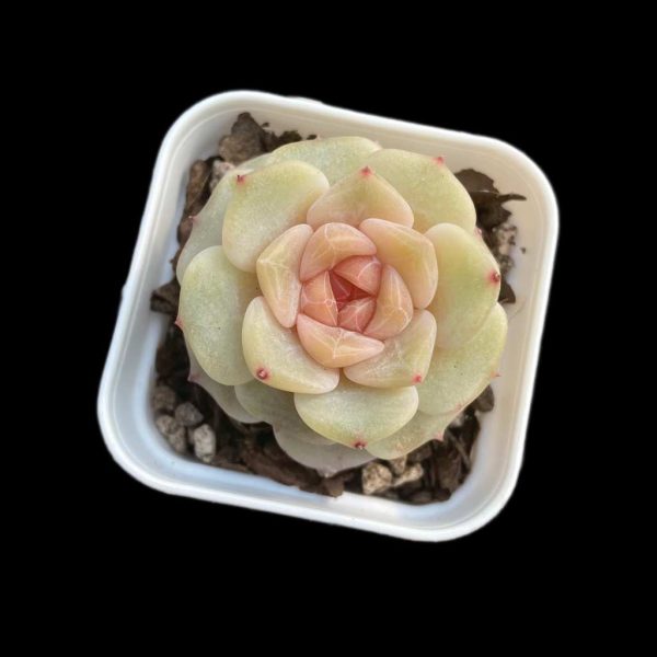 Echeveria Caramel Mado - Image 2