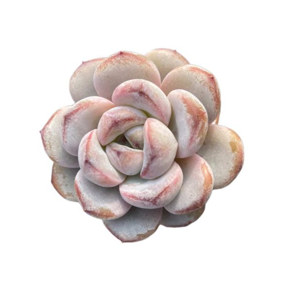 Echeveria Star Snow