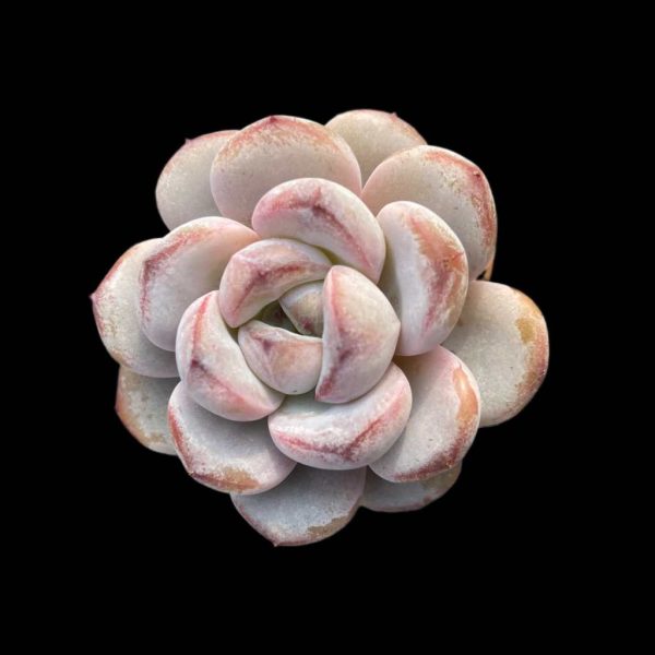 Echeveria Star Snow - Image 2