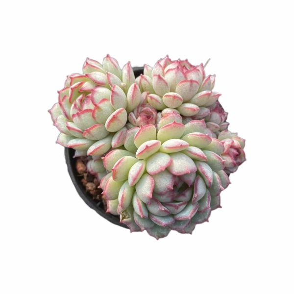 Echeveria Red Boat