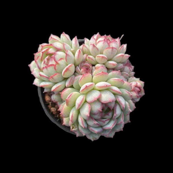 Echeveria Red Boat - Image 2