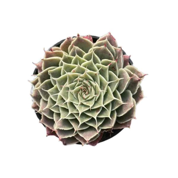 Echeveria Sky Rose