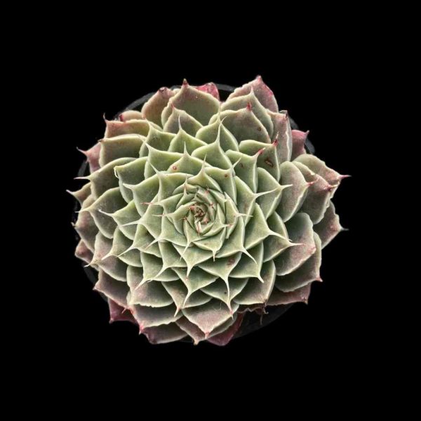 Echeveria Sky Rose - Image 2