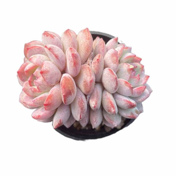 Echeveria Red Snow