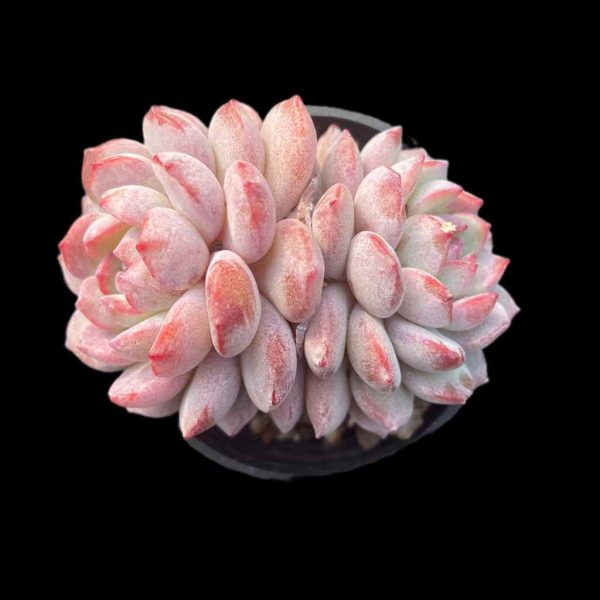 Echeveria Red Snow - Image 2