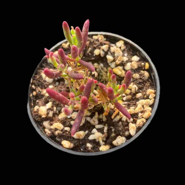 Drosanthemum Ramulosum - Image 2