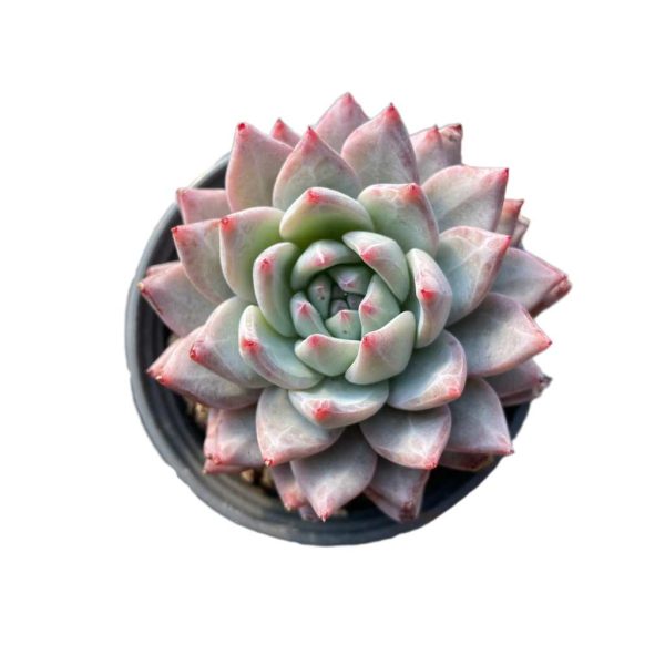 Echeveria Blue Bird