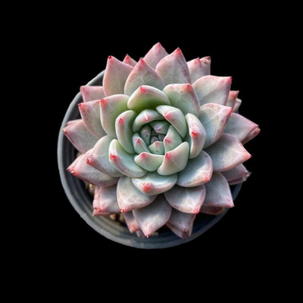 Echeveria Blue Bird - Image 2