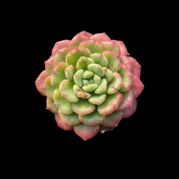 Echeveria Carol - Image 2