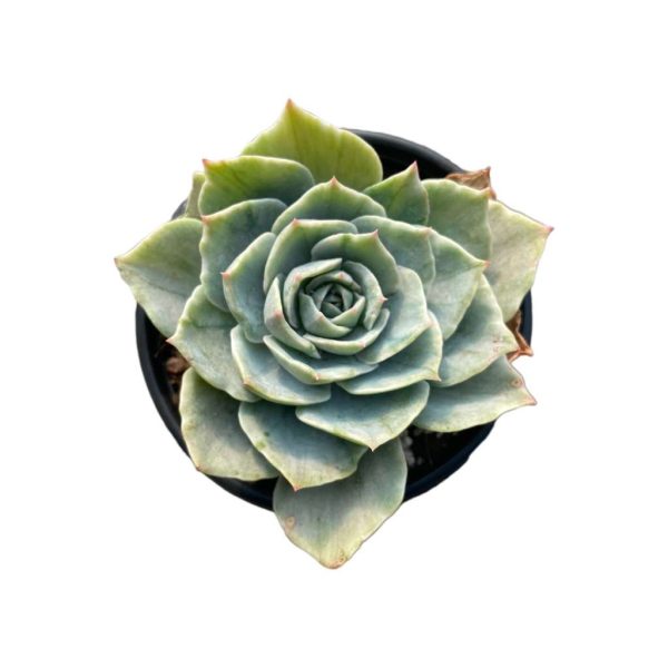 Echeveria Silver Queen Var.