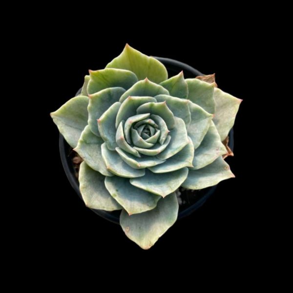 Echeveria Silver Queen Var. - Image 2