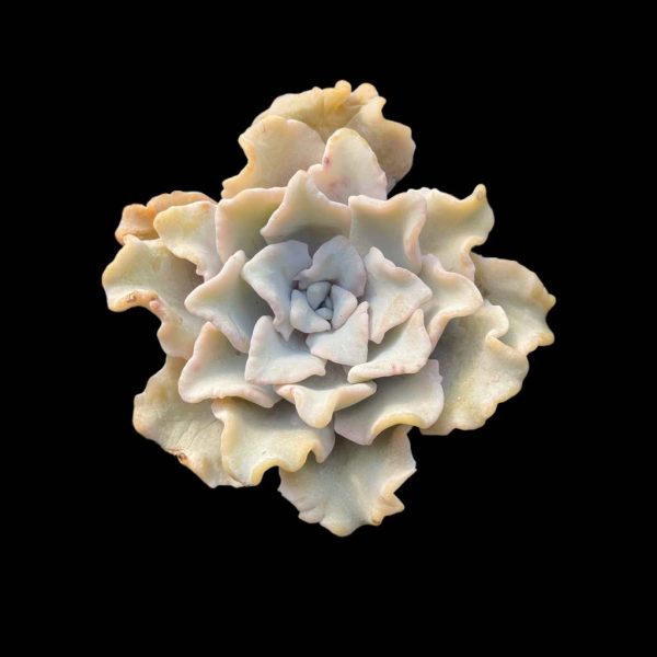 Echeveria 'Crispate Beauty' - Image 2