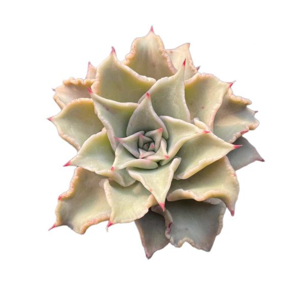 Echeveria Madiba