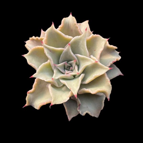 Echeveria Madiba - Image 2