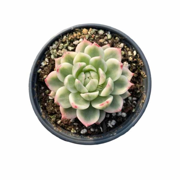 Echeveria Butterfly Flying Var.