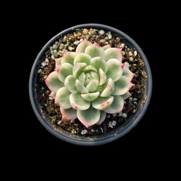 Echeveria Butterfly Flying Var. - Image 2