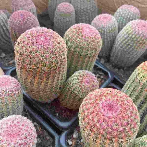 Echinocereus rigidissimus var. rubrispinus - Image 4