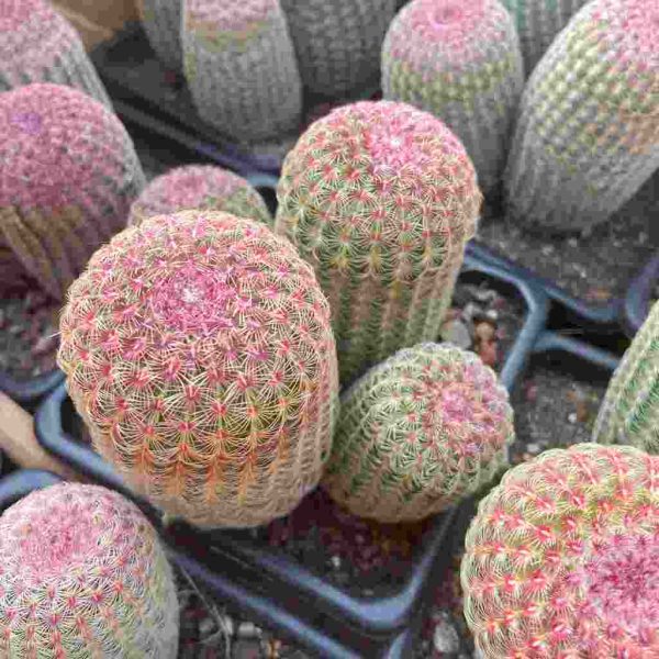 Echinocereus rigidissimus var. rubrispinus - Image 5