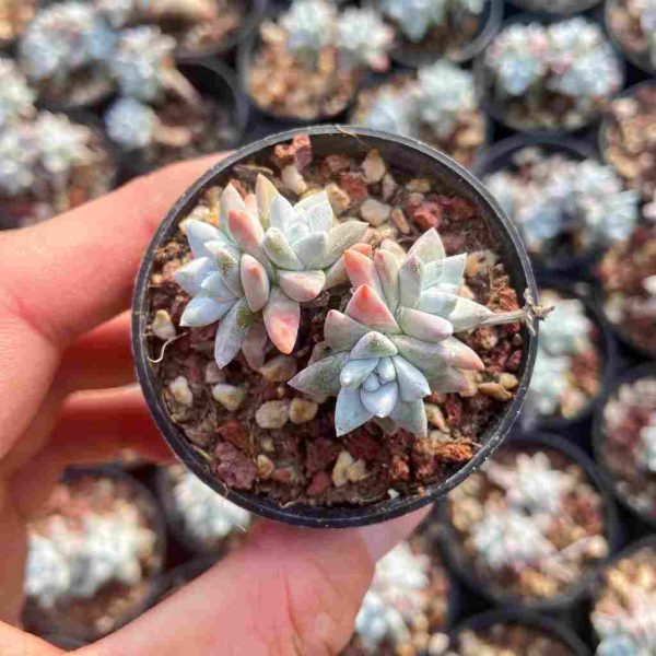 Dudleya ‘Gnoma’ - Image 3