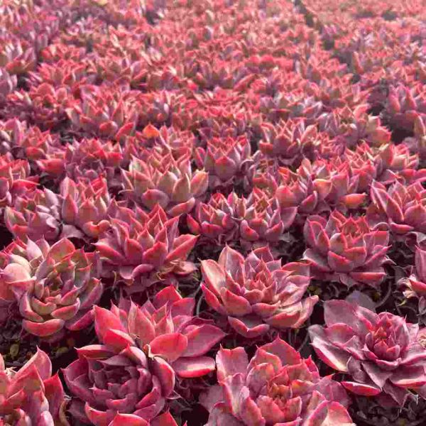 Echeveria Magenta - Image 5