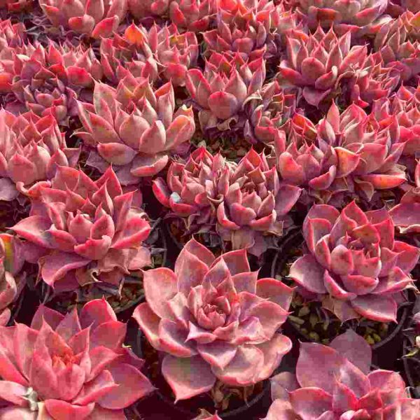 Echeveria Magenta - Image 6