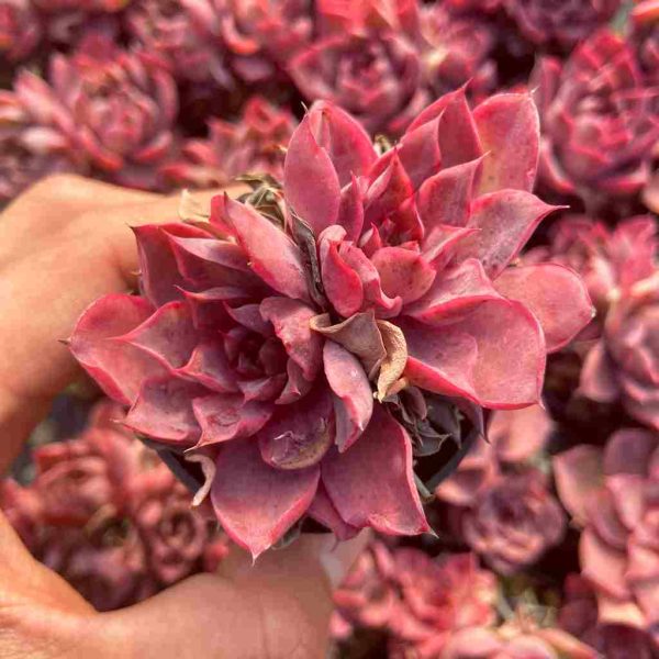 Echeveria Magenta - Image 4