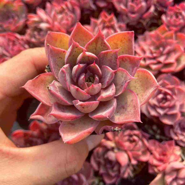 Echeveria Magenta - Image 3