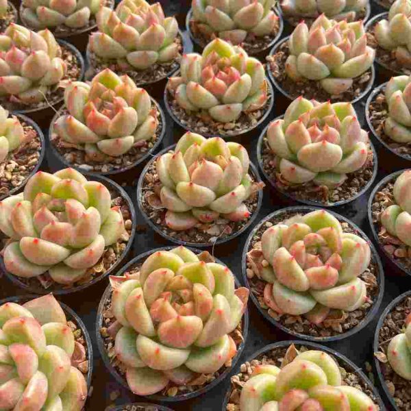 Echeveria Agavoides Quartz - Image 5