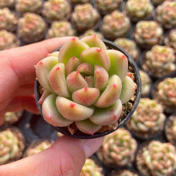 Echeveria Agavoides Quartz - Image 3