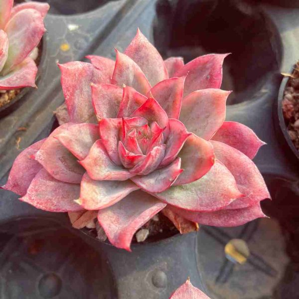 Echeveria Cherry Blossom - Image 4