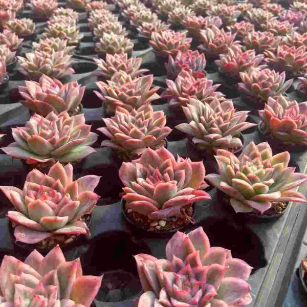 Echeveria Cherry Blossom - Image 5