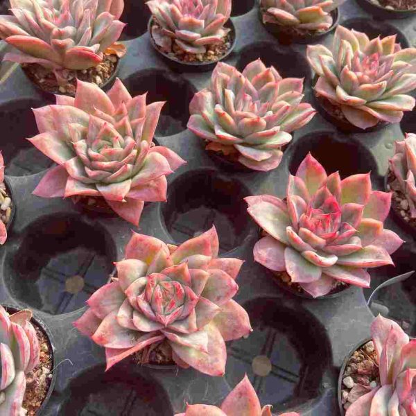 Echeveria Cherry Blossom - Image 6