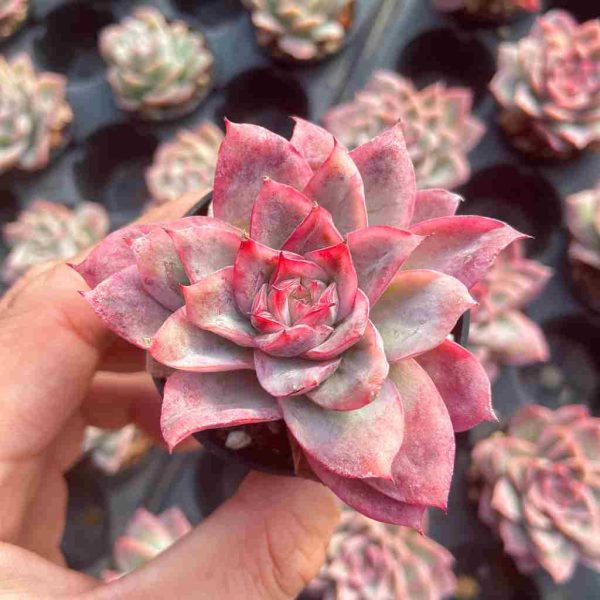 Echeveria Cherry Blossom - Image 3