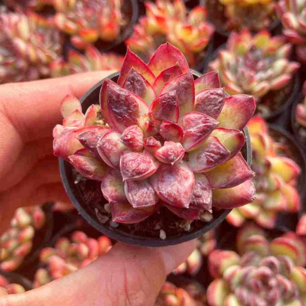 Echeveria LingZhu - Image 3